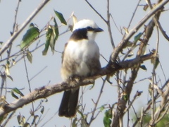 Eurocephalus ruppelli