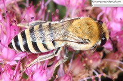 Colletes alini