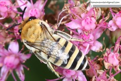 Colletes alini