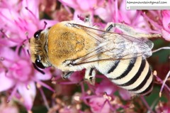 Colletes alini