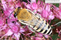 Colletes alini