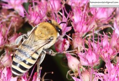 Colletes alini