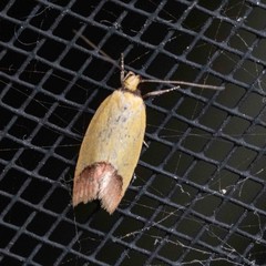 Chrysonoma paracycla