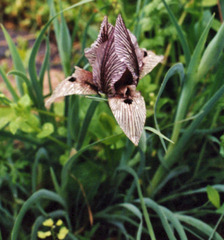 Iris acutiloba lineolata