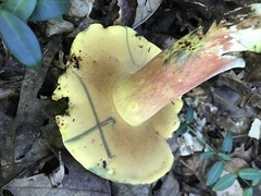 Lanmaoa pallidorosea