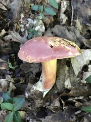 Lanmaoa pallidorosea