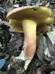 Lanmaoa pallidorosea