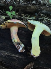 Lanmaoa pallidorosea