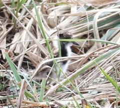 Vanellus chilensis chilensis