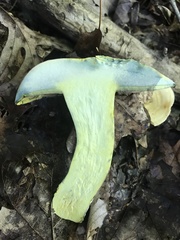 Lanmaoa pallidorosea