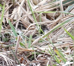 Vanellus chilensis chilensis