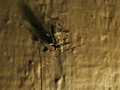 Graphisurus despectus