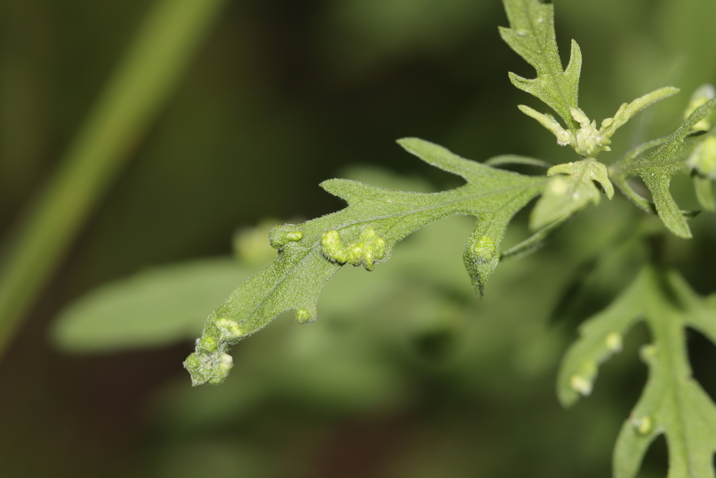 Ragweed Gall Mite
