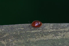 Stenotarsus blatchleyi