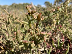 Tecticornia indica