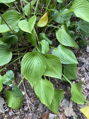 Hosta sieboldiana