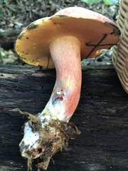 Lanmaoa pallidorosea