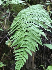Dryopteris campyloptera