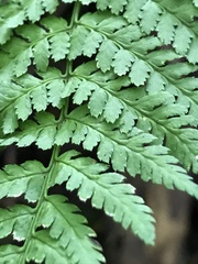 Dryopteris campyloptera