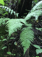 Dryopteris campyloptera