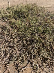 Tecticornia indica