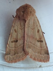 Dichagyris variabilis