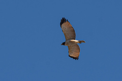 Rupornis magnirostris