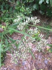 Eupatorium album