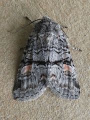 Brachylomia cascadia