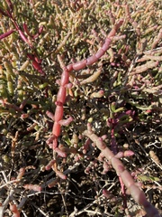 Tecticornia indica