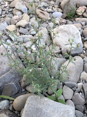 Chaenorhinum