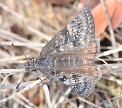 Erynnis propertius