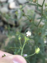 Chaenorhinum