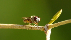 Platycheirus chalconota