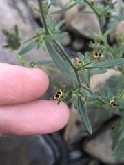 Chaenorhinum