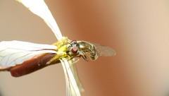 Platycheirus chalconota