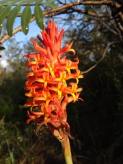 Dichromanthus cinnabarinus