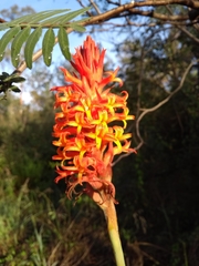 Dichromanthus cinnabarinus