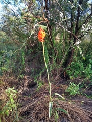 Dichromanthus cinnabarinus