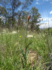 Dichromanthus cinnabarinus