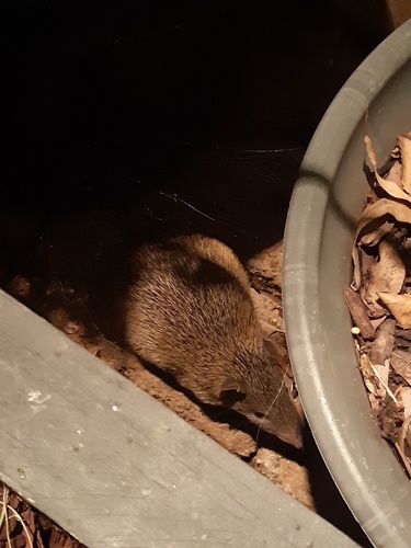 Northern Brown Bandicoot, Queensland, AU, photo 10 of 10