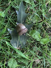 Quercus