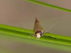 Chrysonoma paracycla