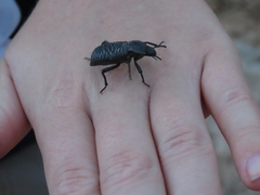 Cryptoglossa variolosa