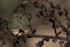 Brachyinsara hemiptera