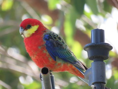 Platycercus icterotis icterotis