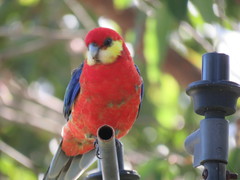 Platycercus icterotis icterotis