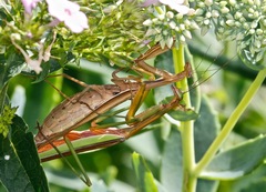 Tenodera sinensis