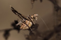 Brachyinsara hemiptera