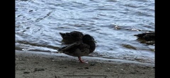Anas platyrhynchos